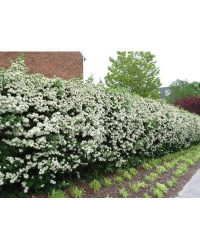 Піраканта Оранж Глоу | Пираканта Оранж Глоу | Pyracantha Orange Glow