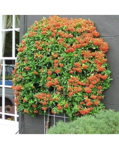 Піраканта Оранж Глоу | Пираканта Оранж Глоу | Pyracantha Orange Glow