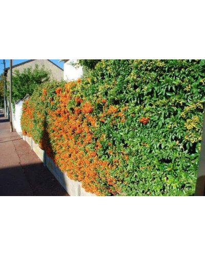 Піраканта Оранж Глоу | Пираканта Оранж Глоу | Pyracantha Orange Glow