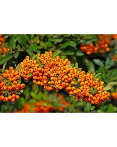 Піраканта Оранж Глоу | Пираканта Оранж Глоу | Pyracantha Orange Glow