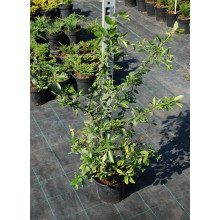 Піраканта Оранж Глоу | Пираканта Оранж Глоу | Pyracantha Orange Glow