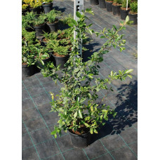 Піраканта Оранж Глоу | Пираканта Оранж Глоу | Pyracantha Orange Glow