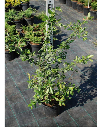 Піраканта Оранж Глоу | Пираканта Оранж Глоу | Pyracantha Orange Glow