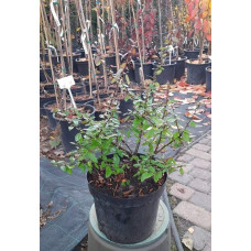 Піраканта Оранж Глоу | Пираканта Оранж Глоу | Pyracantha Orange Glow