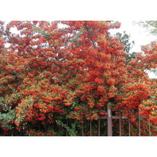 Піраканта Оранж Глоу | Пираканта Оранж Глоу | Pyracantha Orange Glow