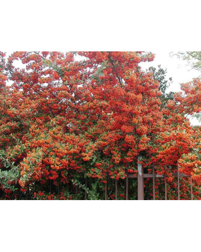 Піраканта Оранж Глоу | Пираканта Оранж Глоу | Pyracantha Orange Glow