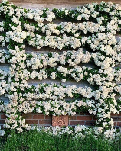 Піраканта Оранж Глоу | Пираканта Оранж Глоу | Pyracantha Orange Glow