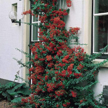Піраканта Оранж Глоу | Пираканта Оранж Глоу | Pyracantha Orange Glow