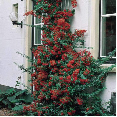 Піраканта Оранж Глоу | Пираканта Оранж Глоу | Pyracantha Orange Glow