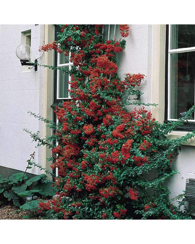 Піраканта Оранж Глоу | Пираканта Оранж Глоу | Pyracantha Orange Glow