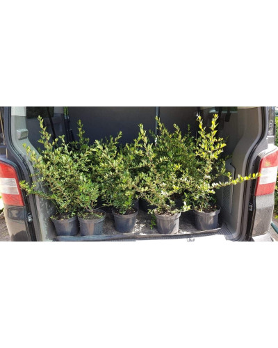 Піраканта Оранж Глоу | Пираканта Оранж Глоу | Pyracantha Orange Glow