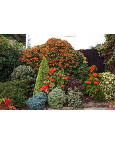 Піраканта Оранж Глоу | Пираканта Оранж Глоу | Pyracantha Orange Glow
