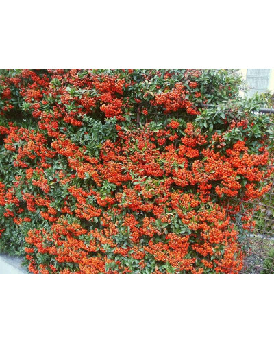 Піраканта Оранж Глоу | Пираканта Оранж Глоу | Pyracantha Orange Glow