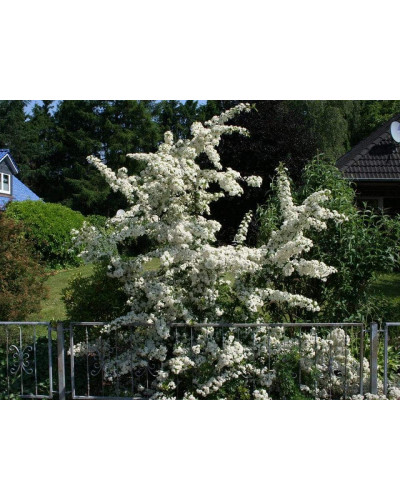 Піраканта Оранж Глоу | Пираканта Оранж Глоу | Pyracantha Orange Glow