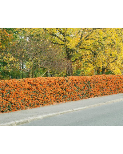 Піраканта Оранж Глоу | Пираканта Оранж Глоу | Pyracantha Orange Glow