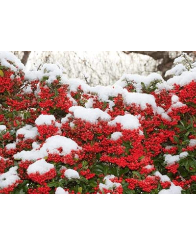 Піраканта Оранж Глоу | Пираканта Оранж Глоу | Pyracantha Orange Glow