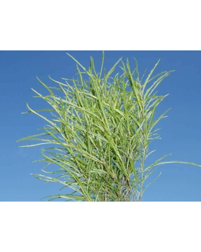 Крушина ламка Файн Лайн | Rhamnus frangula Fine Line | Крушина ломкая Файн Лайн