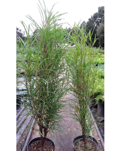 Крушина ламка Файн Лайн | Rhamnus frangula Fine Line | Крушина ломкая Файн Лайн