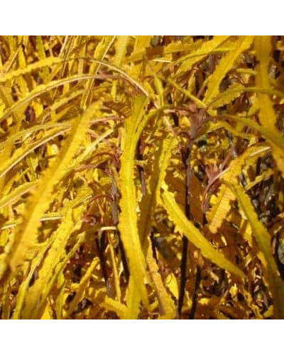 Крушина ламка Файн Лайн | Rhamnus frangula Fine Line | Крушина ломкая Файн Лайн