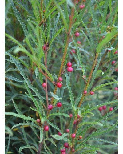 Крушина ламка Файн Лайн | Rhamnus frangula Fine Line | Крушина ломкая Файн Лайн
