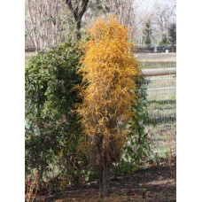 Крушина ламка Файн Лайн | Rhamnus frangula Fine Line | Крушина ломкая Файн Лайн