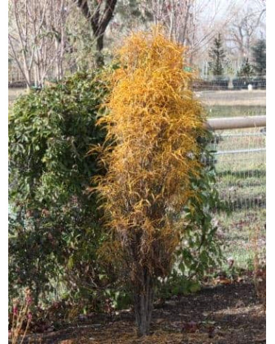 Крушина ламка Файн Лайн | Rhamnus frangula Fine Line | Крушина ломкая Файн Лайн
