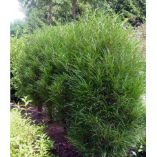 Крушина ламка Файн Лайн | Rhamnus frangula Fine Line | Крушина ломкая Файн Лайн