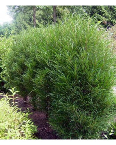Крушина ламка Файн Лайн | Rhamnus frangula Fine Line | Крушина ломкая Файн Лайн