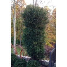 Крушина ламка Файн Лайн | Rhamnus frangula Fine Line | Крушина ломкая Файн Лайн