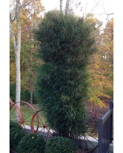 Крушина ламка Файн Лайн | Rhamnus frangula Fine Line | Крушина ломкая Файн Лайн