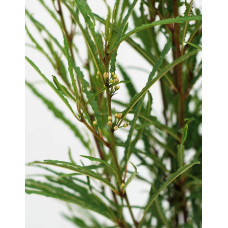 Крушина ламка Файн Лайн | Rhamnus frangula Fine Line | Крушина ломкая Файн Лайн