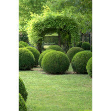 Самшит вічнозелений Куля | Самшит вечнозелёный Шар | Buxus sempervirens Ball