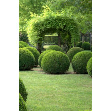 Самшит вічнозелений Куля | Самшит вечнозелёный Шар | Buxus sempervirens Ball