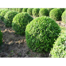 Самшит вічнозелений Куля | Самшит вечнозелёный Шар | Buxus sempervirens Ball