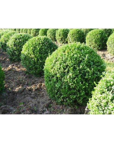 Самшит вічнозелений Куля | Самшит вечнозелёный Шар | Buxus sempervirens Ball