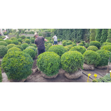Самшит вічнозелений Куля | Самшит вечнозелёный Шар | Buxus sempervirens Ball