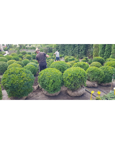 Самшит вічнозелений Куля | Самшит вечнозелёный Шар | Buxus sempervirens Ball