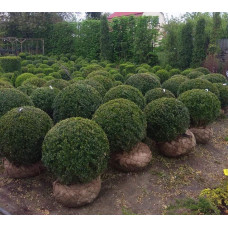 Самшит вічнозелений Куля | Самшит вечнозелёный Шар | Buxus sempervirens Ball