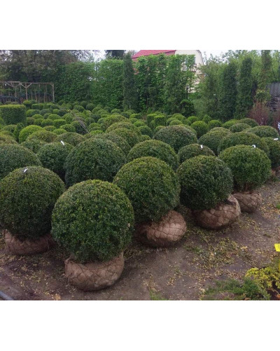 Самшит вічнозелений Куля | Самшит вечнозелёный Шар | Buxus sempervirens Ball