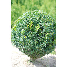 Самшит вічнозелений Куля | Самшит вечнозелёный Шар | Buxus sempervirens Ball