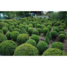Самшит вічнозелений Куля | Самшит вечнозелёный Шар | Buxus sempervirens Ball