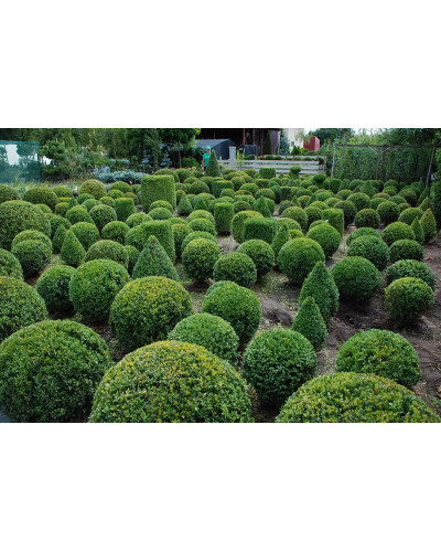 Самшит вічнозелений Куля | Самшит вечнозелёный Шар | Buxus sempervirens Ball