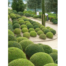 Самшит вічнозелений Куля | Самшит вечнозелёный Шар | Buxus sempervirens Ball