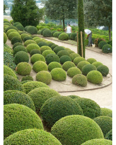 Самшит вічнозелений Куля | Самшит вечнозелёный Шар | Buxus sempervirens Ball