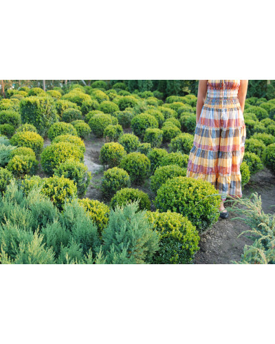 Самшит вічнозелений Куля | Самшит вечнозелёный Шар | Buxus sempervirens Ball