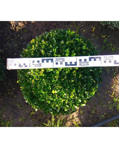 Самшит вічнозелений Куля | Самшит вечнозелёный Шар | Buxus sempervirens Ball