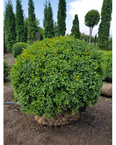 Самшит вічнозелений Куля | Самшит вечнозелёный Шар | Buxus sempervirens Ball
