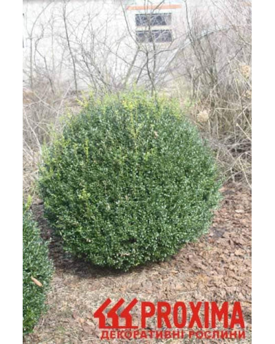 Самшит вічнозелений Куля | Самшит вечнозелёный Шар | Buxus sempervirens Ball