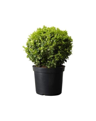 Самшит вічнозелений Куля | Самшит вечнозелёный Шар | Buxus sempervirens Ball