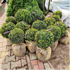 Самшит вічнозелений Куля | Самшит вечнозелёный Шар | Buxus sempervirens Ball